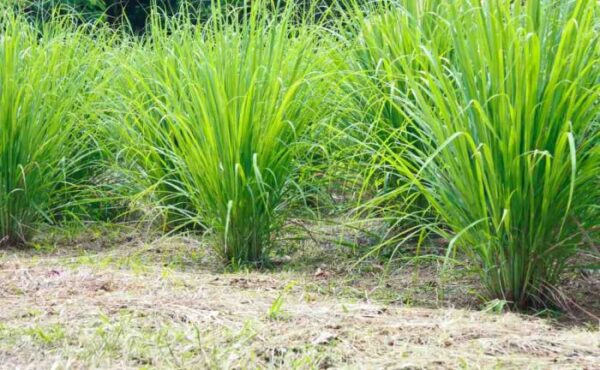 Cymbopogon flexuosus - East Indian Lemon Grass, Citronella Grass, Cochin Grass, Malabar Grass, Scented Grass - Image 3