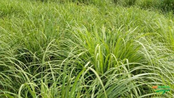 Cymbopogon flexuosus - East Indian Lemon Grass, Citronella Grass, Cochin Grass, Malabar Grass, Scented Grass - Image 4