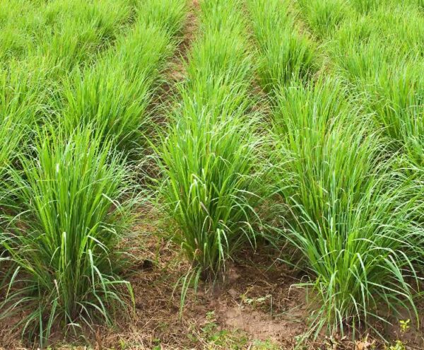 Cymbopogon flexuosus - East Indian Lemon Grass, Citronella Grass, Cochin Grass, Malabar Grass, Scented Grass - Image 7