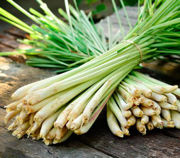 Cymbopogon flexuosus - East Indian Lemon Grass, Citronella Grass, Cochin Grass, Malabar Grass, Scented Grass
