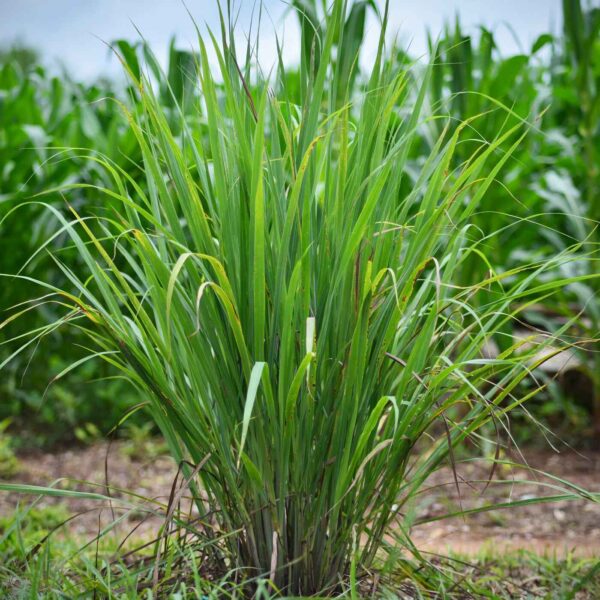 Cymbopogon flexuosus - East Indian Lemon Grass, Citronella Grass, Cochin Grass, Malabar Grass, Scented Grass - Image 8