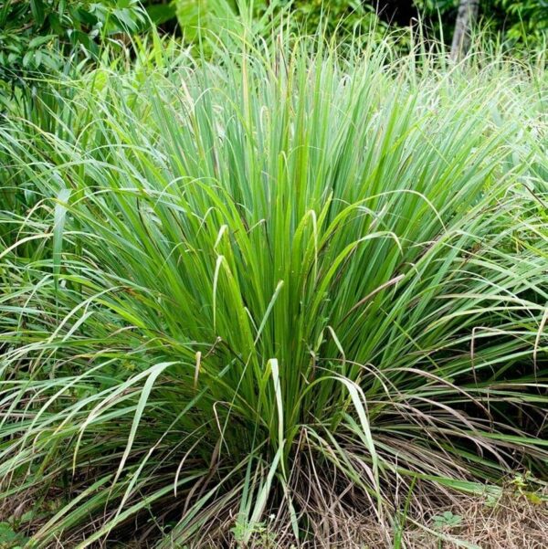 Cymbopogon flexuosus - East Indian Lemon Grass, Citronella Grass, Cochin Grass, Malabar Grass, Scented Grass - Image 9