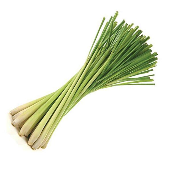 Cymbopogon flexuosus - East Indian Lemon Grass, Citronella Grass, Cochin Grass, Malabar Grass, Scented Grass - Image 10
