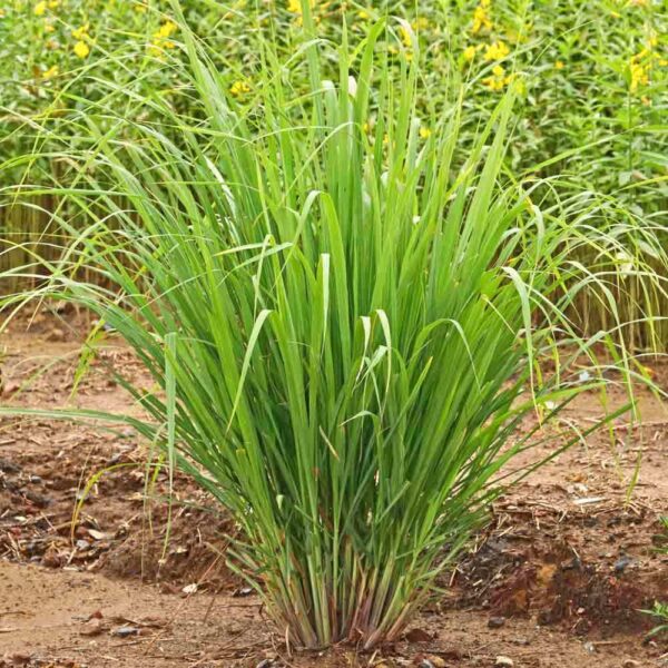 Cymbopogon flexuosus - East Indian Lemon Grass, Citronella Grass, Cochin Grass, Malabar Grass, Scented Grass - Image 13