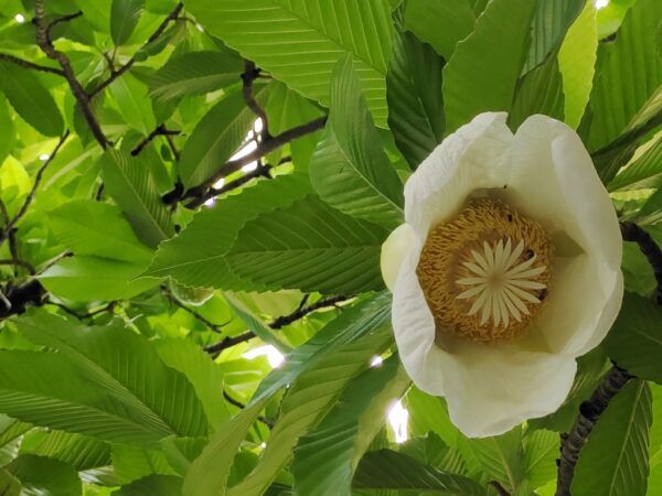 Dillenia indica - Elephant Apple, Chalta, Chulta, Dillenia, Fruta-Estrela, Hondapara, Indischer Rosenapfel, Karambel, Ukesla indyjska - Image 2