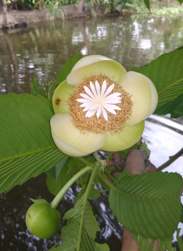 Dillenia indica - Elephant Apple, Chalta, Chulta, Dillenia, Fruta-Estrela, Hondapara, Indischer Rosenapfel, Karambel, Ukesla indyjska - Image 5