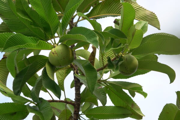 Dillenia indica - Elephant Apple, Chalta, Chulta, Dillenia, Fruta-Estrela, Hondapara, Indischer Rosenapfel, Karambel, Ukesla indyjska - Image 7