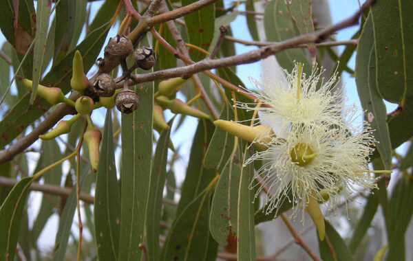 Eucalyptus tereticornis - Forest Red Gum, Blue gum or Red Iron Gum - Image 7