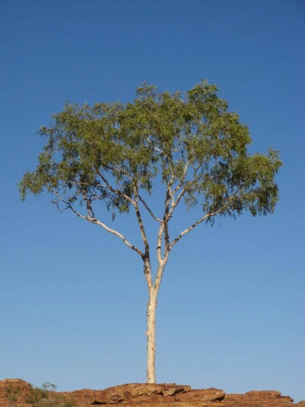 Eucalyptus tereticornis - Forest Red Gum, Blue gum or Red Iron Gum - Image 8