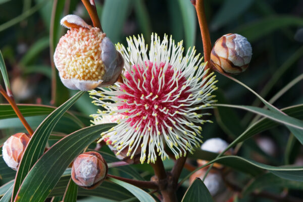 Hakea laurina (5 Seeds) + Smoke Seed Primer (01 Disc) - Pincushion Hakea, Kodjet, Emu Bush, Sea Urchin - Image 5