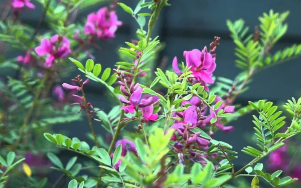 Indigofera tinctoria / Anila tinctoria - True Indigo - Image 12