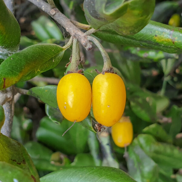Manilkara hexandra - Rayan Fruit, Palu, Palai - Image 2