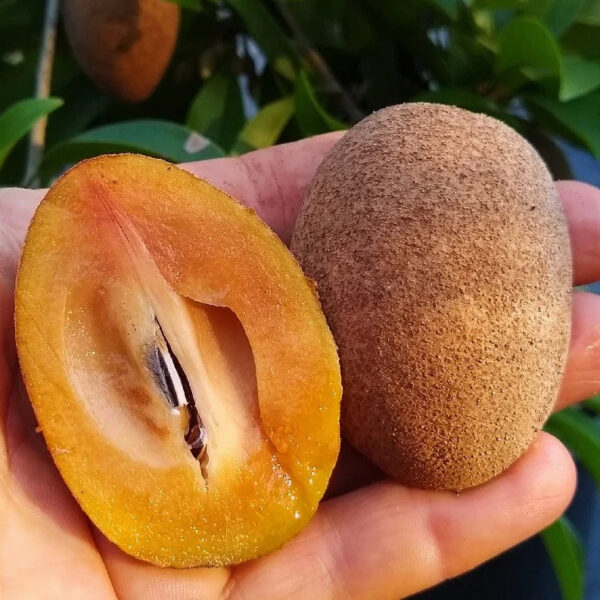 Manilkara zapota - Sapodilla Tree, Chico Fruit, Chiku, Sapote, Chicozapote, Chicle, Naseberry, Nispero, Soapapple - Image 3