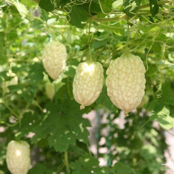Momordica charantia 'White' - White Bitter Melon, White Bitter Apple, White Bitter Squash, White Bitter Gourd - Image 2