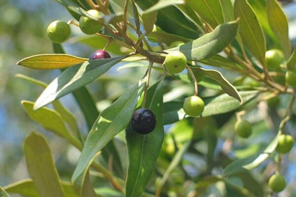 Olea europaea subsp. africana - African Olive, Wild Olive - Image 5