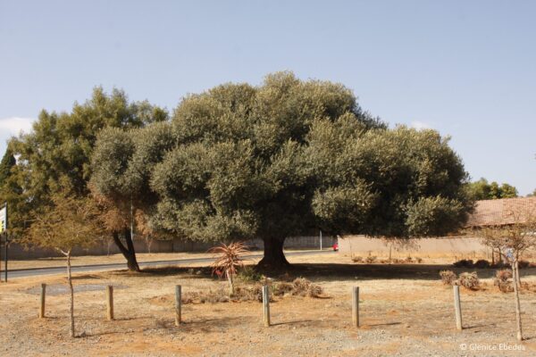 Olea europaea subsp. africana - African Olive, Wild Olive - Image 6