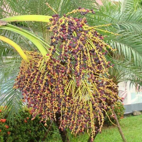 Phoenix roebelenii - Dwarf Date Palm, Pygmy Date Palm, Miniature Date Palm, Tamareira Anã, Tamareira Pigmeu, Tamareira miniatura - Image 4