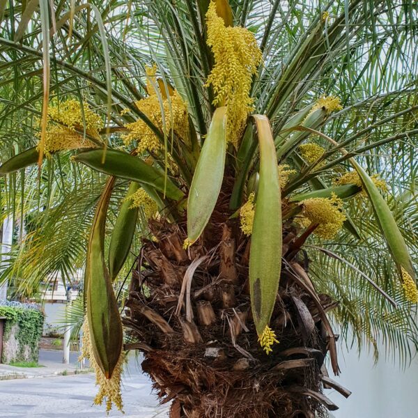 Phoenix roebelenii - Dwarf Date Palm, Pygmy Date Palm, Miniature Date Palm, Tamareira Anã, Tamareira Pigmeu, Tamareira miniatura - Image 6