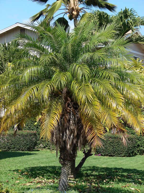 Phoenix roebelenii - Dwarf Date Palm, Pygmy Date Palm, Miniature Date Palm, Tamareira Anã, Tamareira Pigmeu, Tamareira miniatura