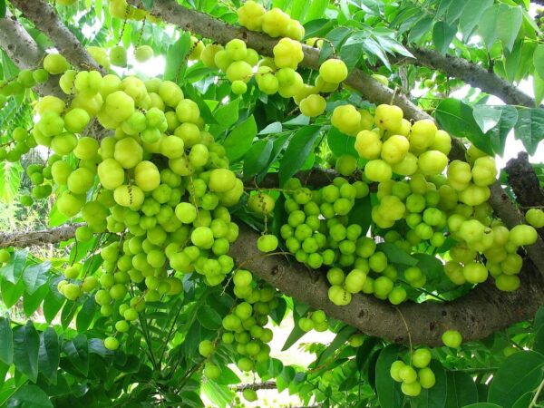 Phyllanthus acidus - Star Gooseberry - Image 4