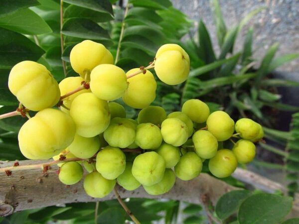 Phyllanthus acidus - Star Gooseberry - Image 5