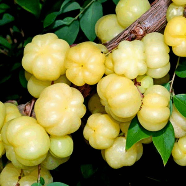 Phyllanthus acidus - Star Gooseberry - Image 6