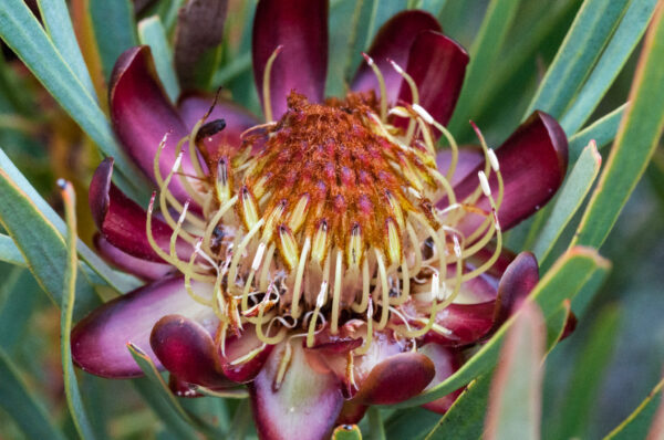 Protea acuminata (10 Seeds) + Smoke Seed Primer (01 Disc) - - Image 2