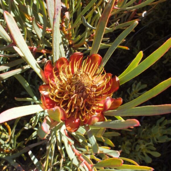 Protea acuminata (10 Seeds) + Smoke Seed Primer (01 Disc) - - Image 3