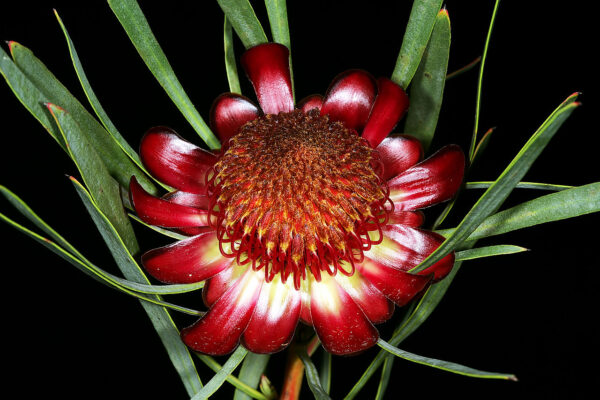 Protea acuminata - Black-rim Sugarbush, South Africa Sederbergsuikerbos - Image 2