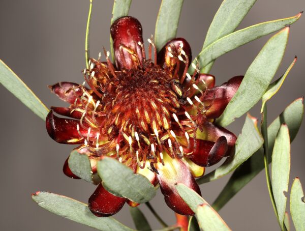Protea acuminata (5 Seeds) + Smoke Seed Primer (01 Disc) -