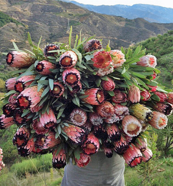 Protea neriifolia (10 Seeds) + Smoke Seed Primer (01 Disc) - - Image 3