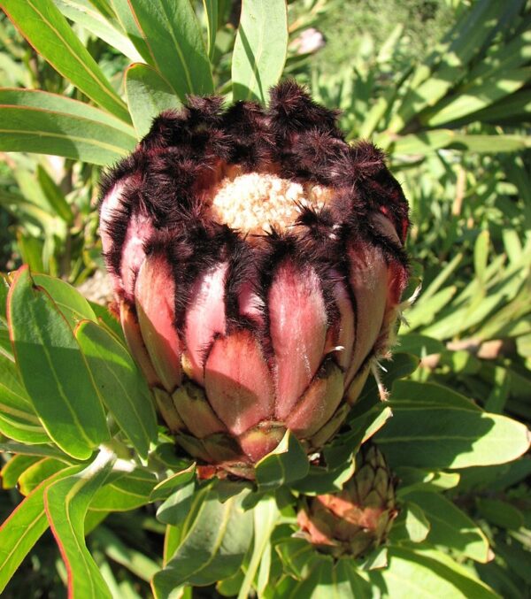 Protea neriifolia (10 Seeds) + Smoke Seed Primer (01 Disc) - - Image 4