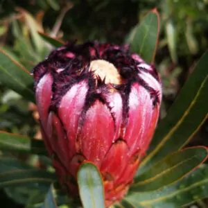 Protea neriifolia - Oleander-leaved Sugarbush, Narrow-leaf Sugarbush, Blue Sugarbush, Oleanderleaf Protea