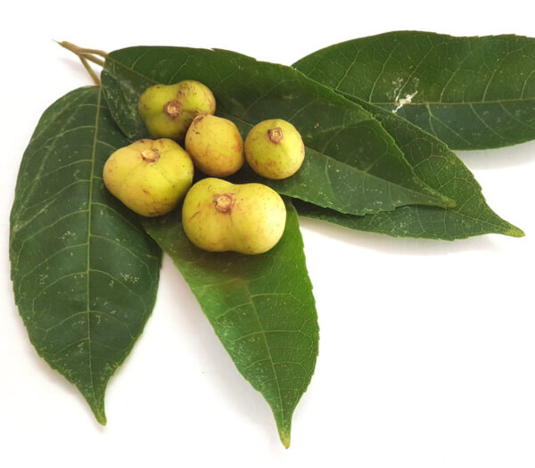 Protium serratum - Nihor (India); Najor (India); Murtenga (India); Mirtenga (India); Indian red pear; Protium (Papua New Guinea); Ketos (Indonesia); Kedondong - Image 6