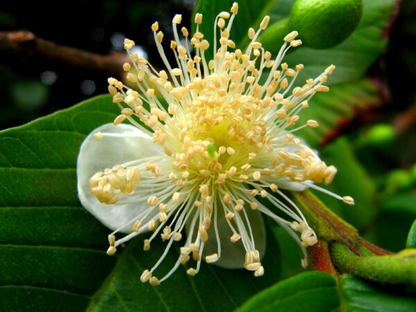 Psidium guajava - Safeda Guava, Allahabad Safeda - Image 3