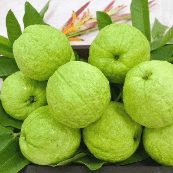 Psidium guajava - Safeda Guava, Allahabad Safeda - Image 4