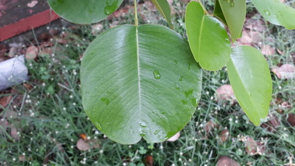 Pterocarpus santalinus - Red Sanders, Red Saunders, Yerra Chandanam, Chenchandanam, Red Sandalwood, Rakta Chandana, Saunderswood - Image 2