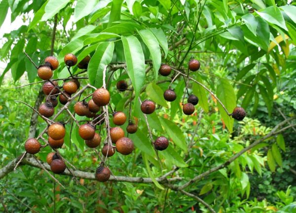 Sapindus mukorossi - Indian soapberry, Washnut, Ritha, Chinese Soapberry - Image 5