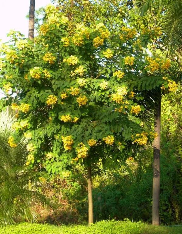 Senna sulfurea / Cassia glauca / Senna surattensis - Smooth Senna, Scrambled Egg - Image 7