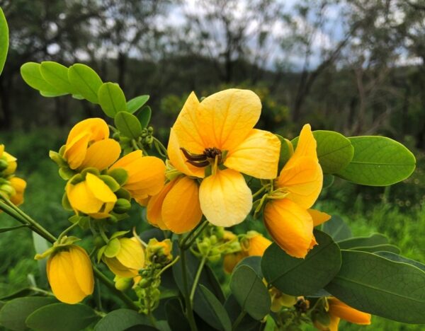 Senna sulfurea / Cassia glauca / Senna surattensis - Smooth Senna, Scrambled Egg - Image 10