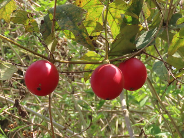 Trichosanthes tricuspidata - Bitter Snake Gourd, Redball Gourd, Red Indrayan
