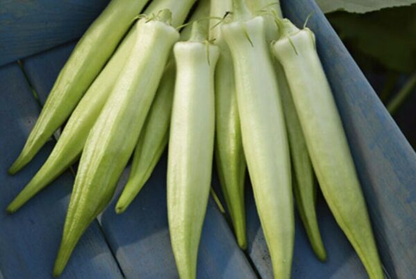 Abelmoschus esculentus 'White Velvet' / Hibiscus esculentus - White Velvet Okra, White Ladies Fingers, Ochro, Okra, Okro, Quiabo - Image 3