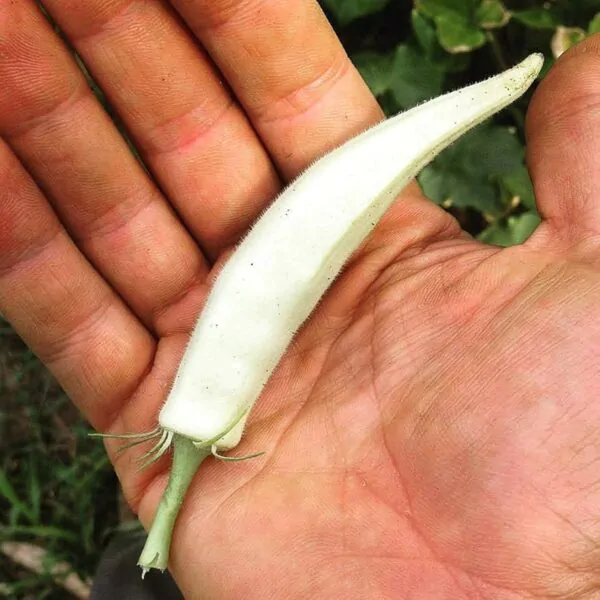 Abelmoschus esculentus 'White Velvet' / Hibiscus esculentus - White Velvet Okra, White Ladies Fingers, Ochro, Okra, Okro, Quiabo