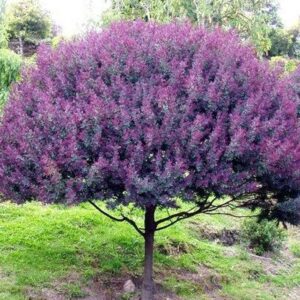 Acacia baileyana 'Purpurea' / Cootamundra wattle - Purple Cootamundra Wattle, Purple Fernleaf Acacia, Purple Leaf Acacia, Acacia Baileyana Purpurea