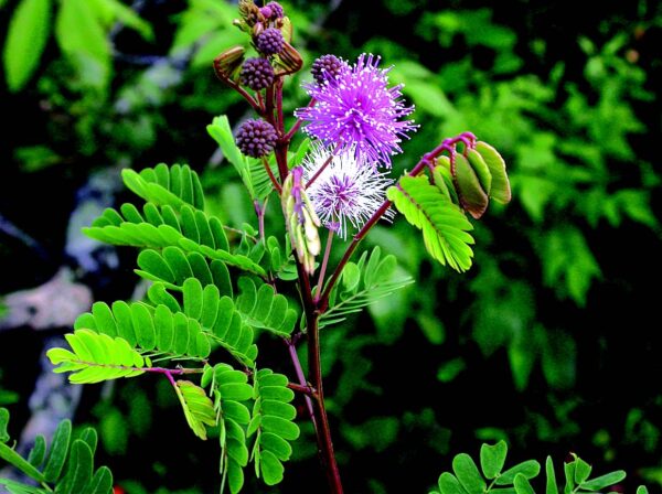 Acacia caesia - Palinja, Incha, Soap bark