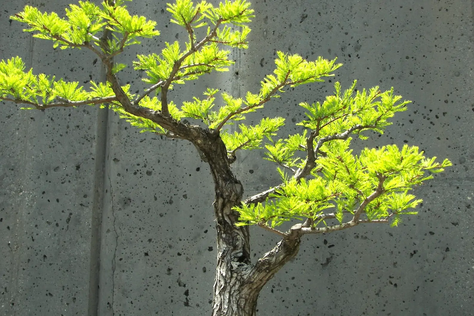 Acacia catechu - Senegalia catechu, Kher, Cachou, Cutchtree, Black Cutch, Black Catechu - Image 5