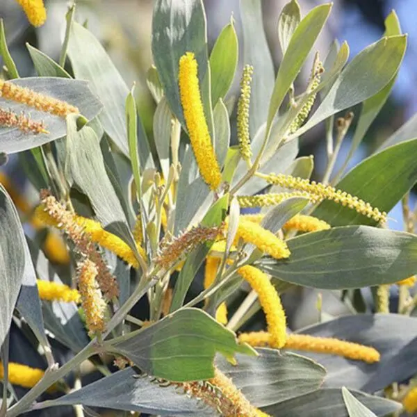 Acacia holosericea - Soapbush Wattle, Strap Wattle, Candelabra Wattle, Silver Wattle
