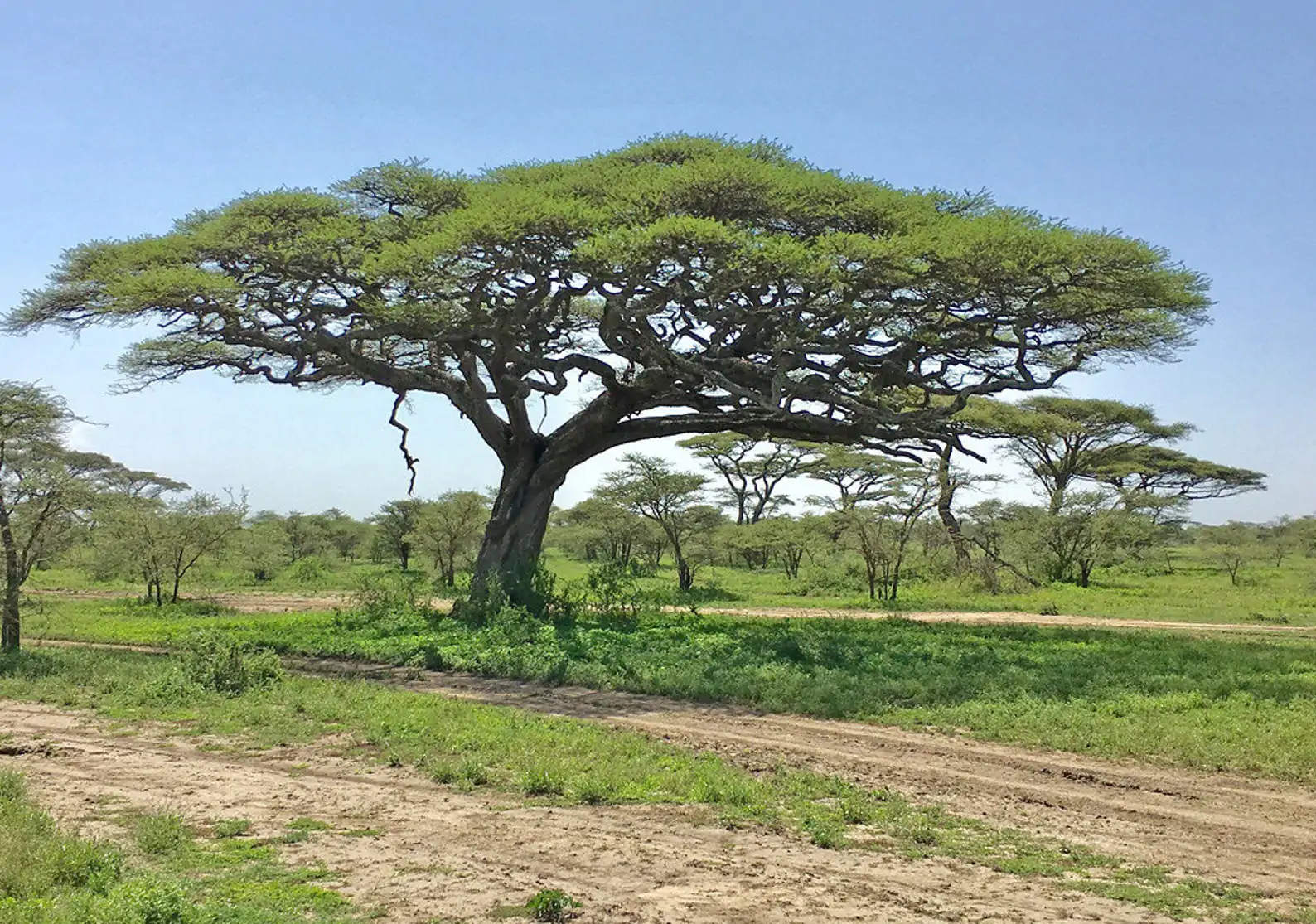 Acacia tortilis - Umbrella Thorn Tree