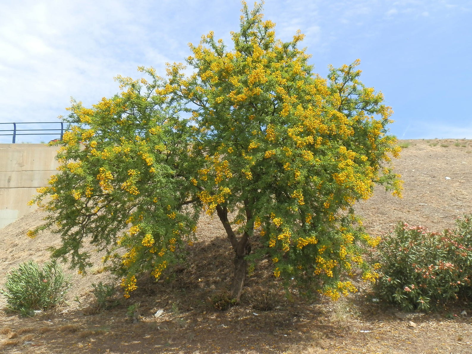 Acacia tortilis - Umbrella Thorn Tree - Image 5
