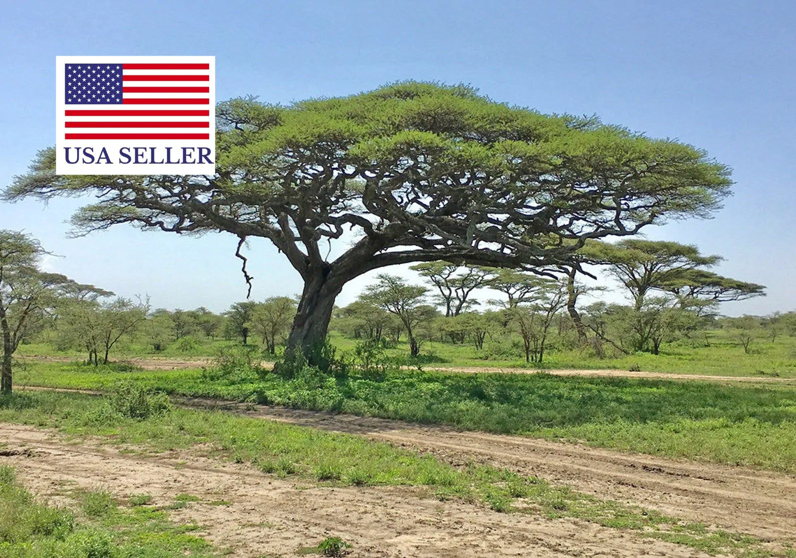 Acacia tortilis - Umbrella Thorn Tree - Image 8